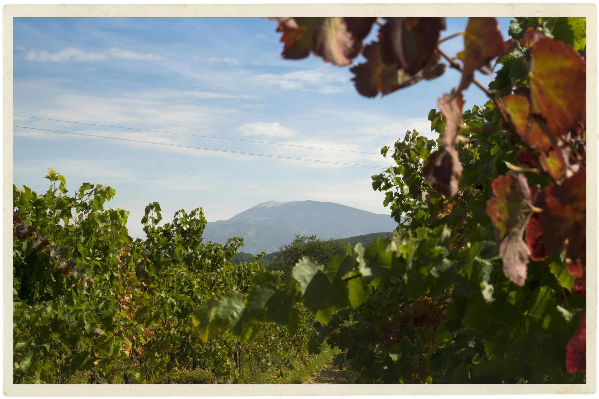 Ventoux in the distance from a vineyard in Roaix.