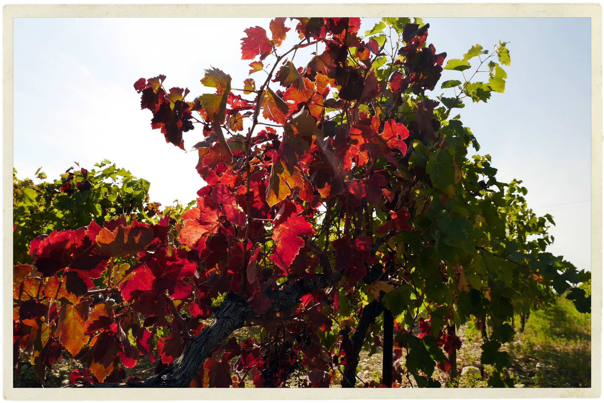 The beautiful changing vines near Caromb.