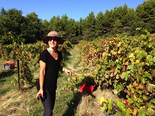 Helping out with harvest in Le Barroux on a 26 degree day in October. Provence...