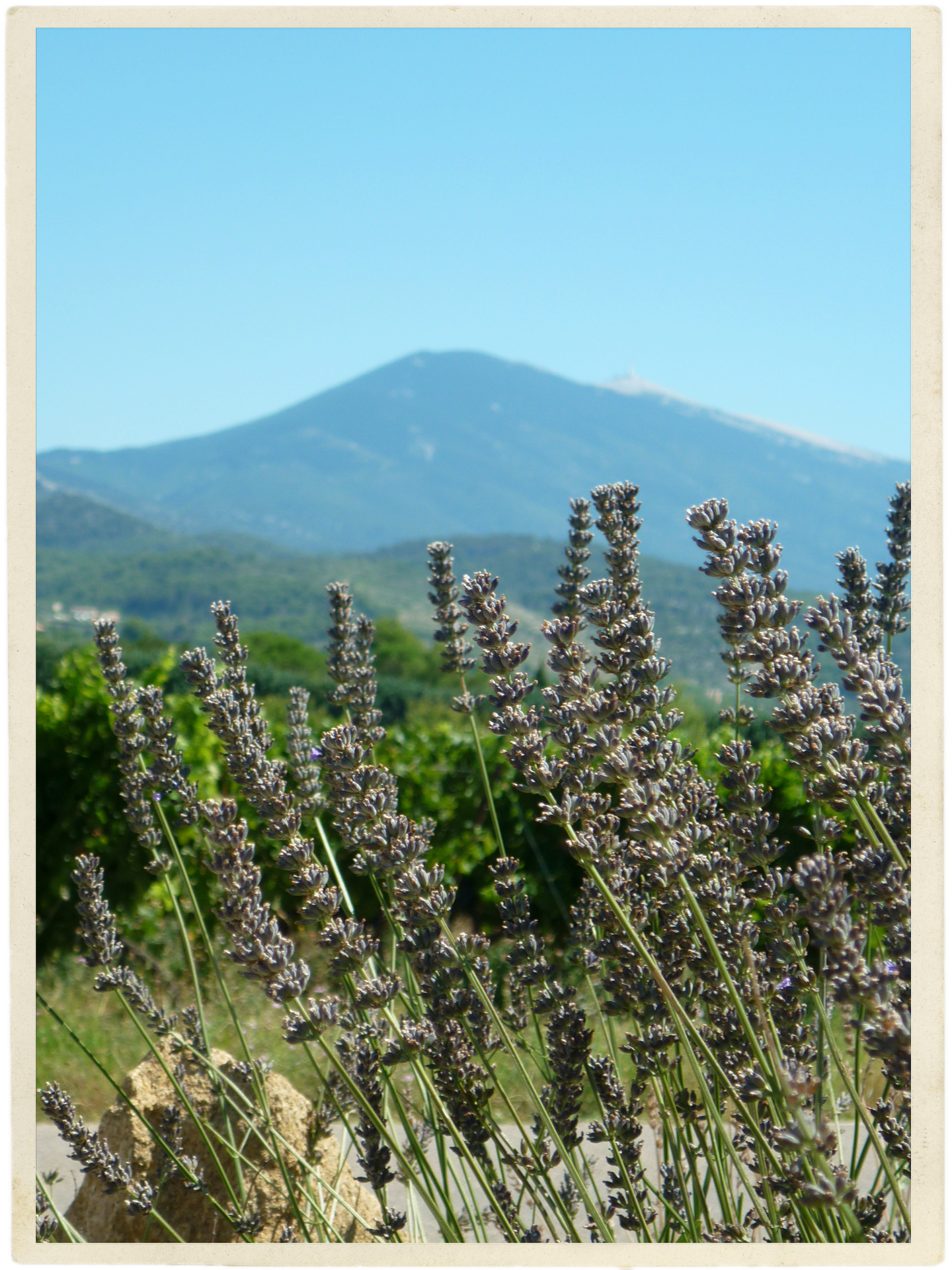Lavender and the Ventoux. Two of the most beautiful things.