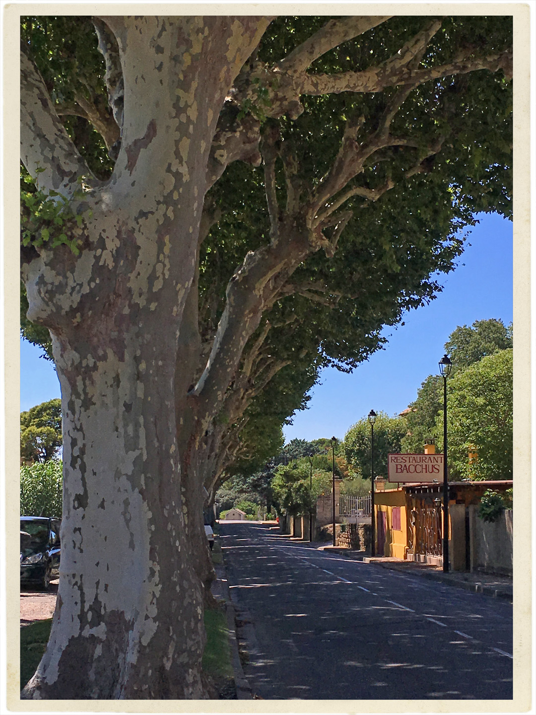 Main street into Beaumes de Venise with those perfect provençal Platanes trees.