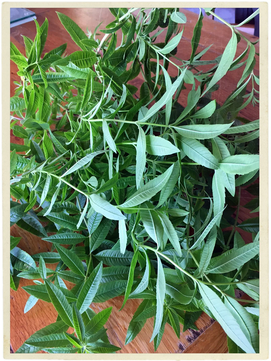 Verveine for tea...