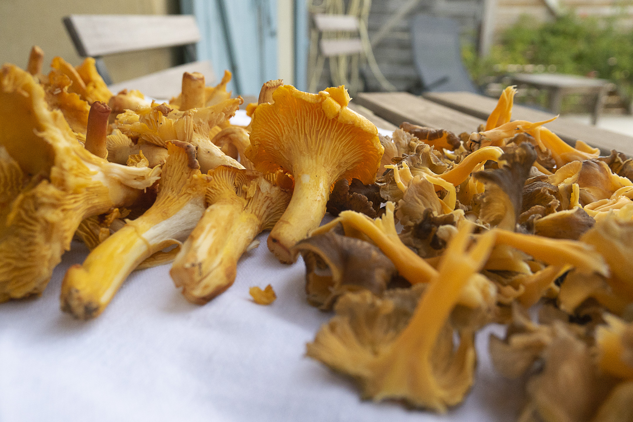 Chanterelles are easy to indulge in here.