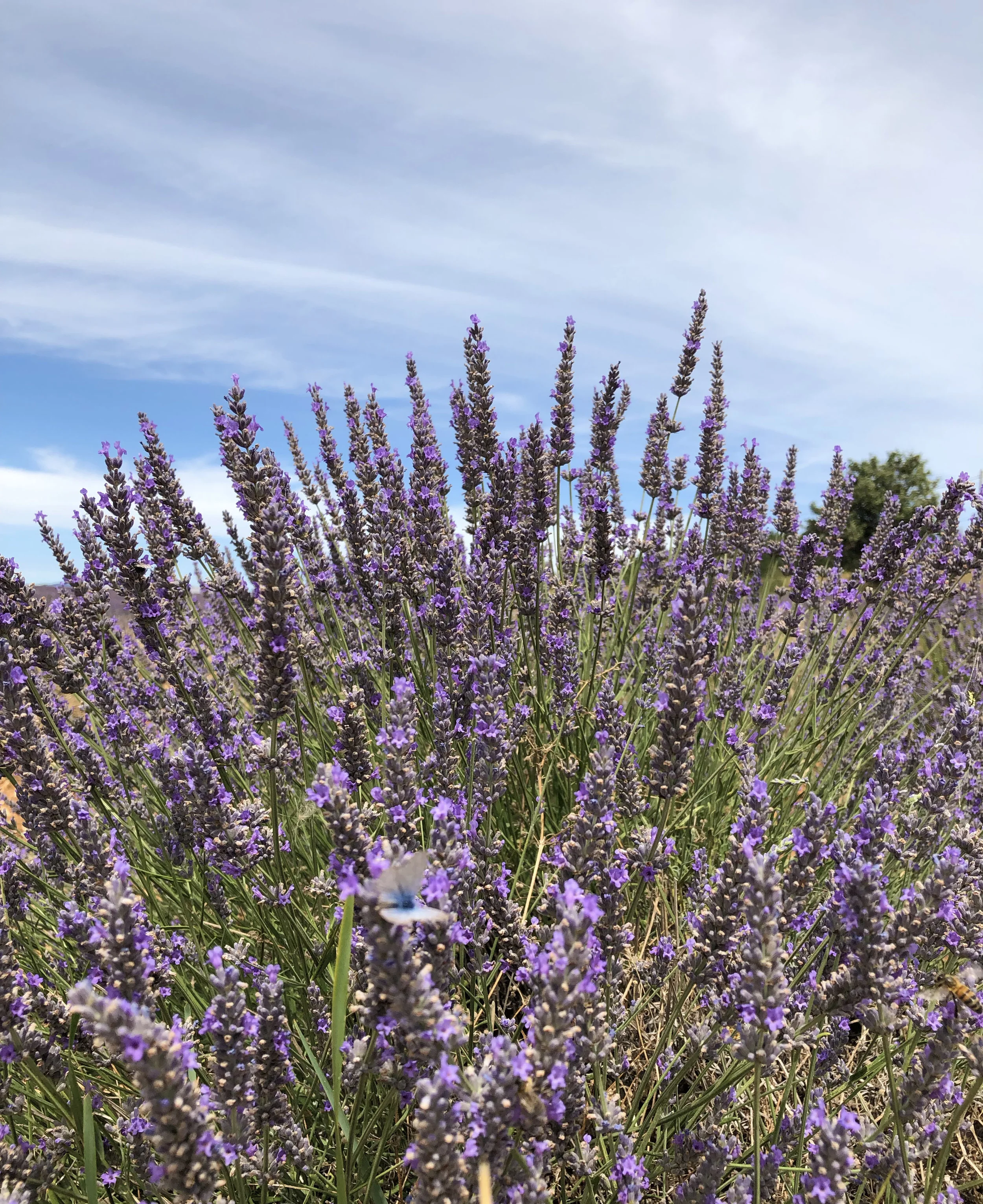 Blog A Table En Provence - 