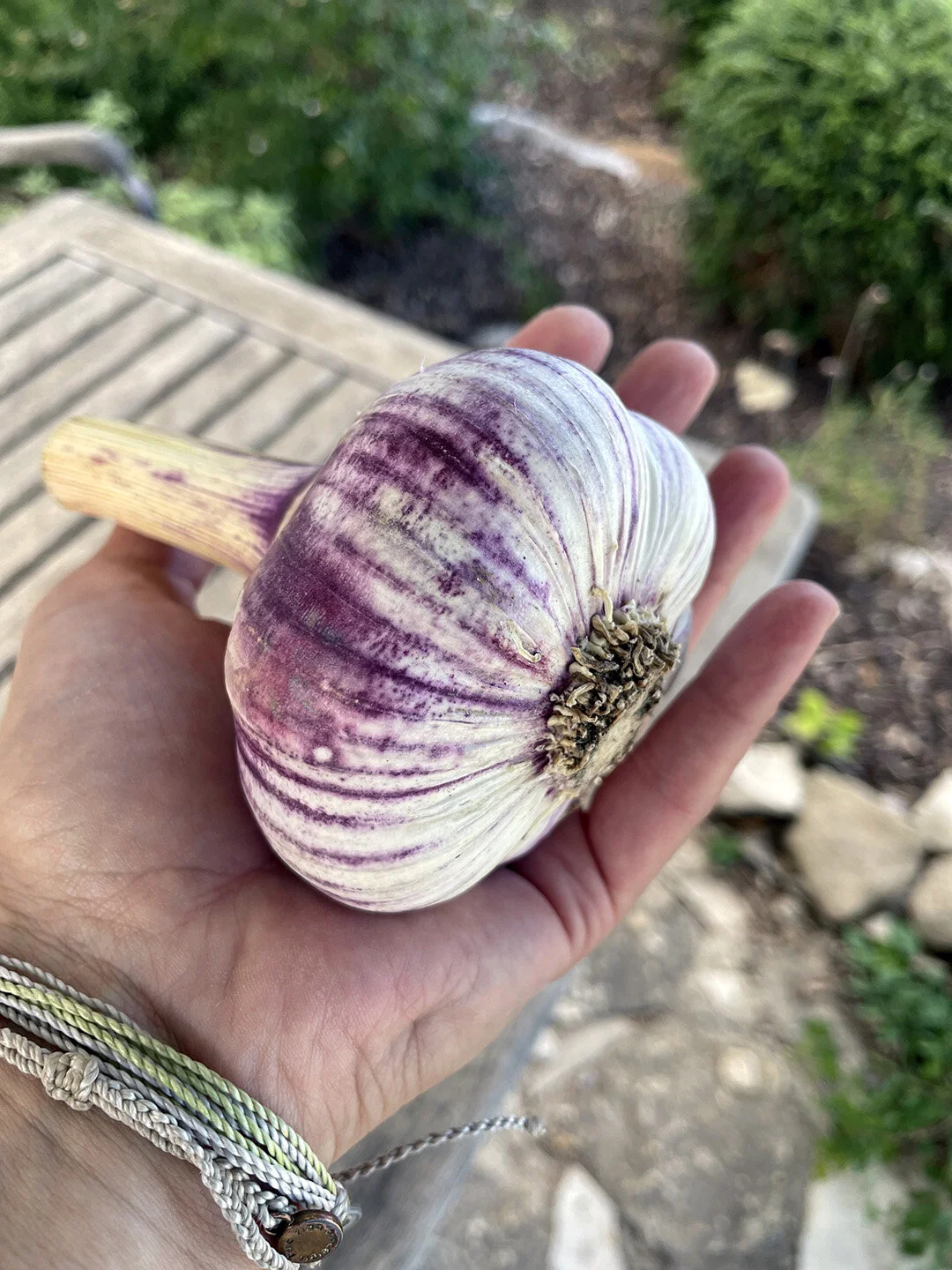 Garlic.jpg