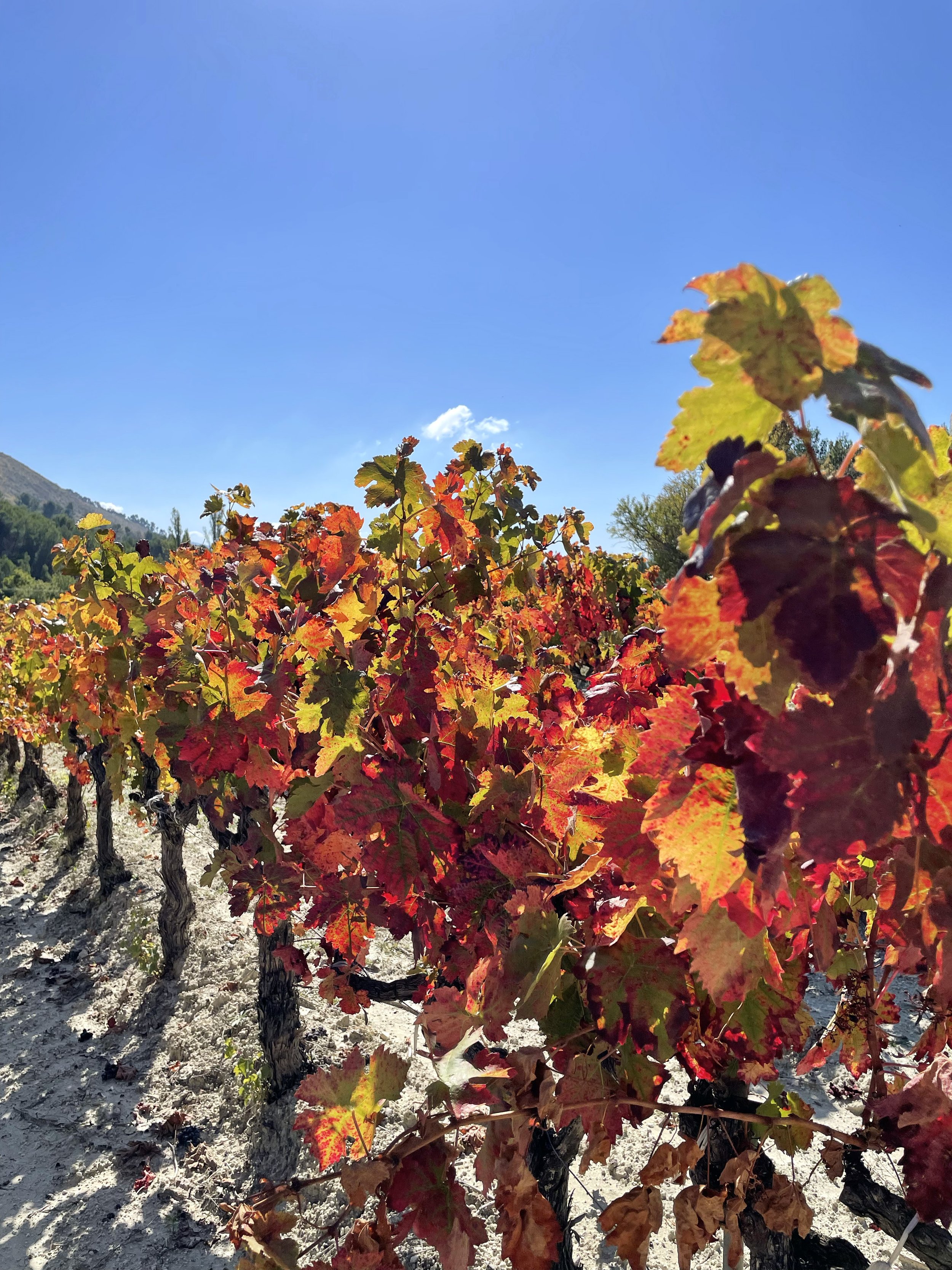 Autumn in the vines, Faucon.