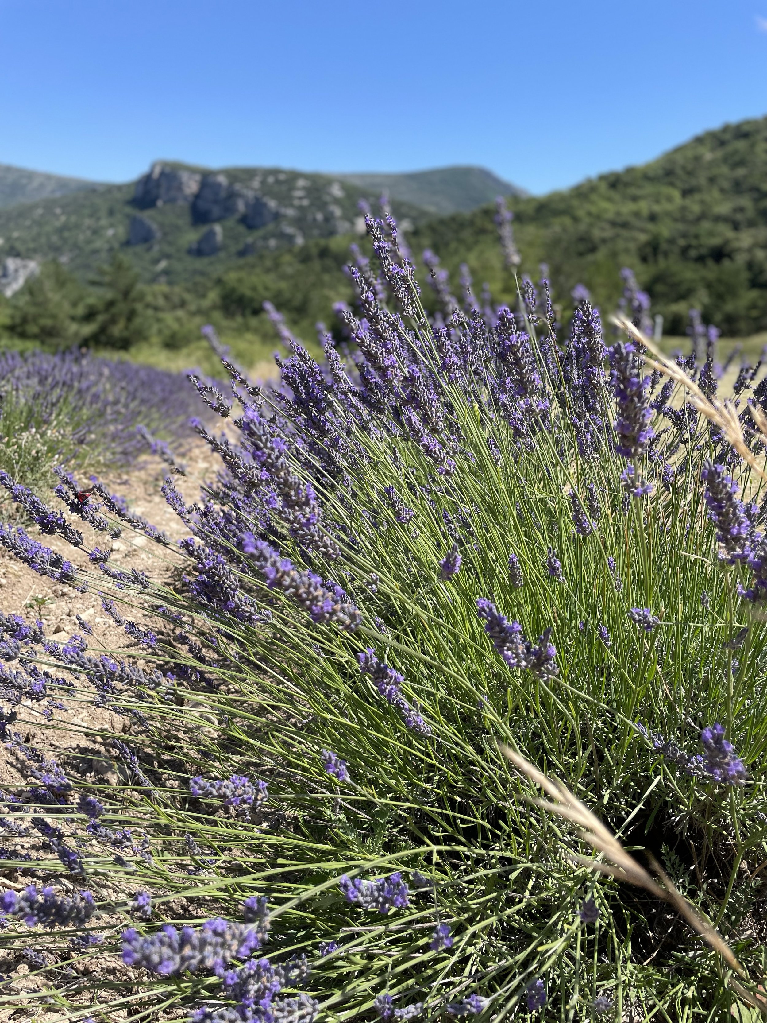 July lavender, Sainte-Jalle, Drôme