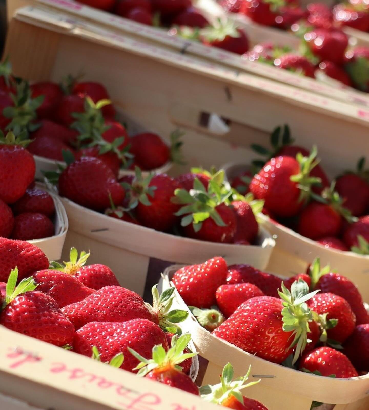 Strawberry season has begun in Provence! 

#Repost @ventouxprovencetourisme
・・・
🍓 OH MY... fraise ! 🍓 Cette semaine, elle est c&eacute;l&eacute;br&eacute;e de bien des mani&egrave;res !
🔸 vendredi 12 avril : d&eacute;jeuner &ldquo;Pause Comtadine 