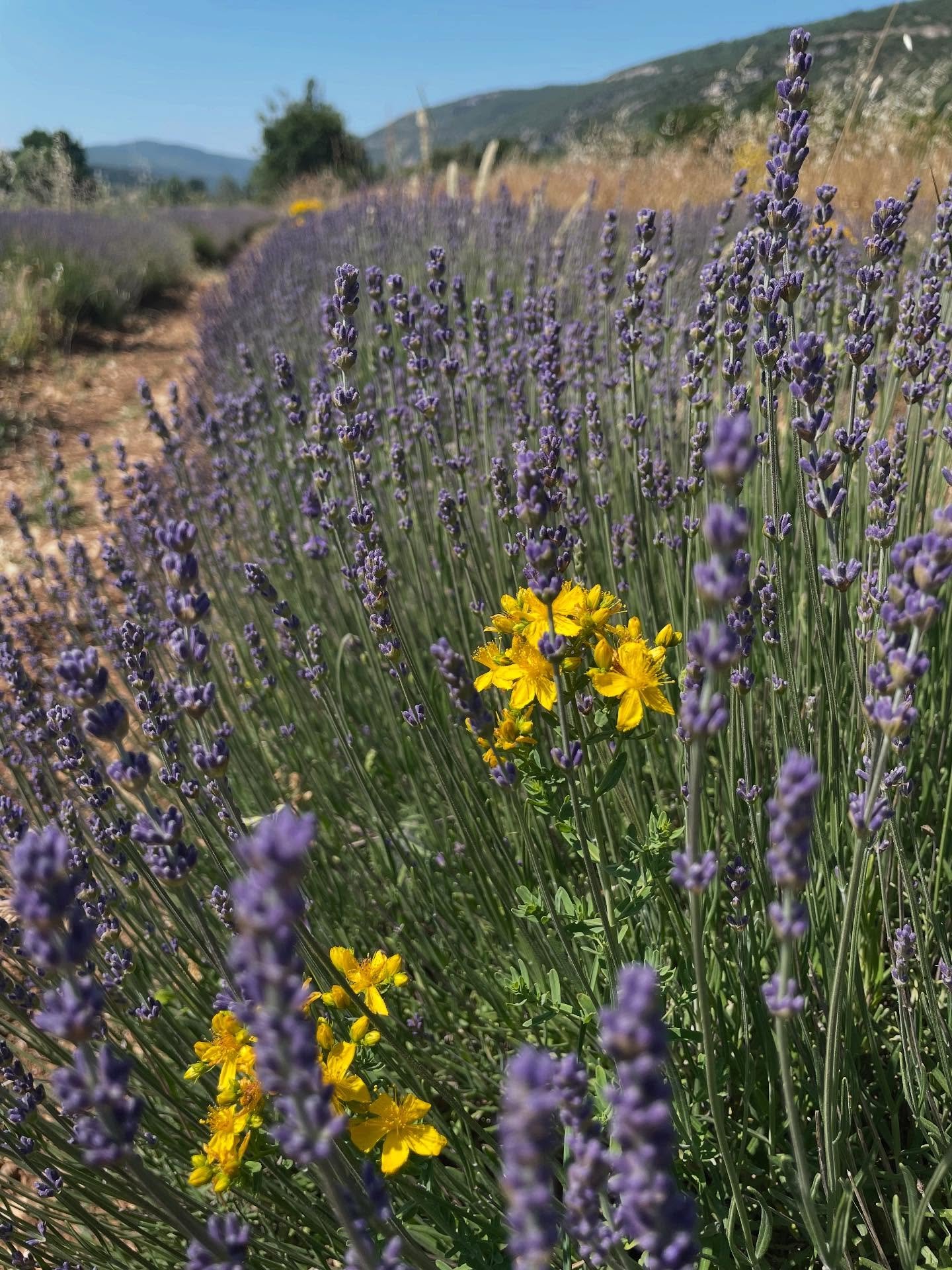 Lavender just starting in Sault, and a hot, sunny weekend ahead. The first official canicule 😍☀️🚴&zwj;♂️. Bonne fin de semaine !