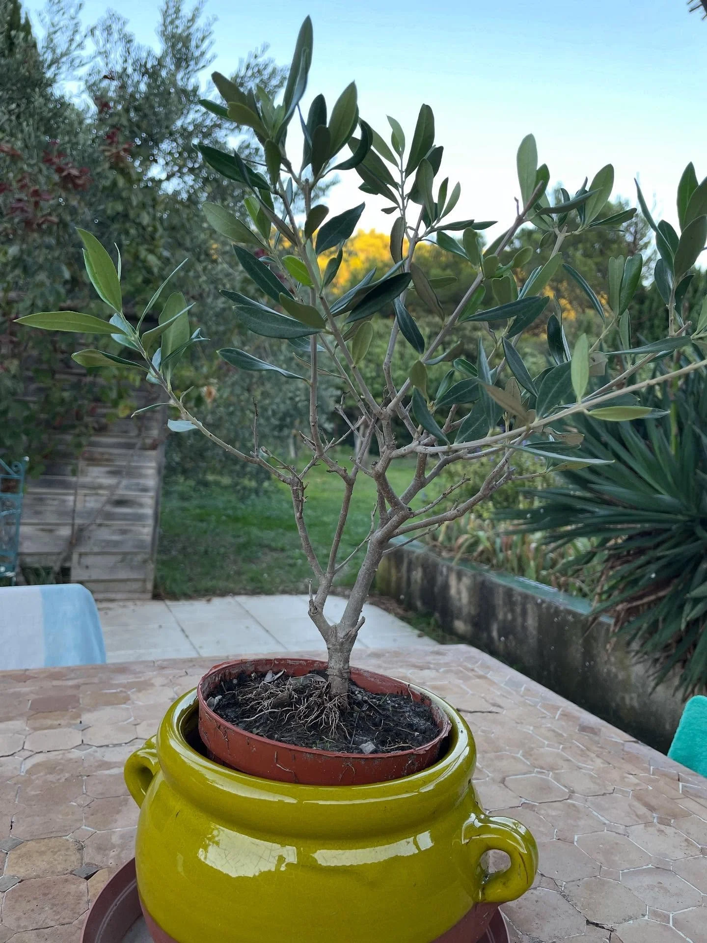 I miss my little olive 🫒 tree! Nursed it lovingly back to life and it was thriving again! There is something so fulfilling about nurturing something that you can&rsquo;t really communicate with. 🥰