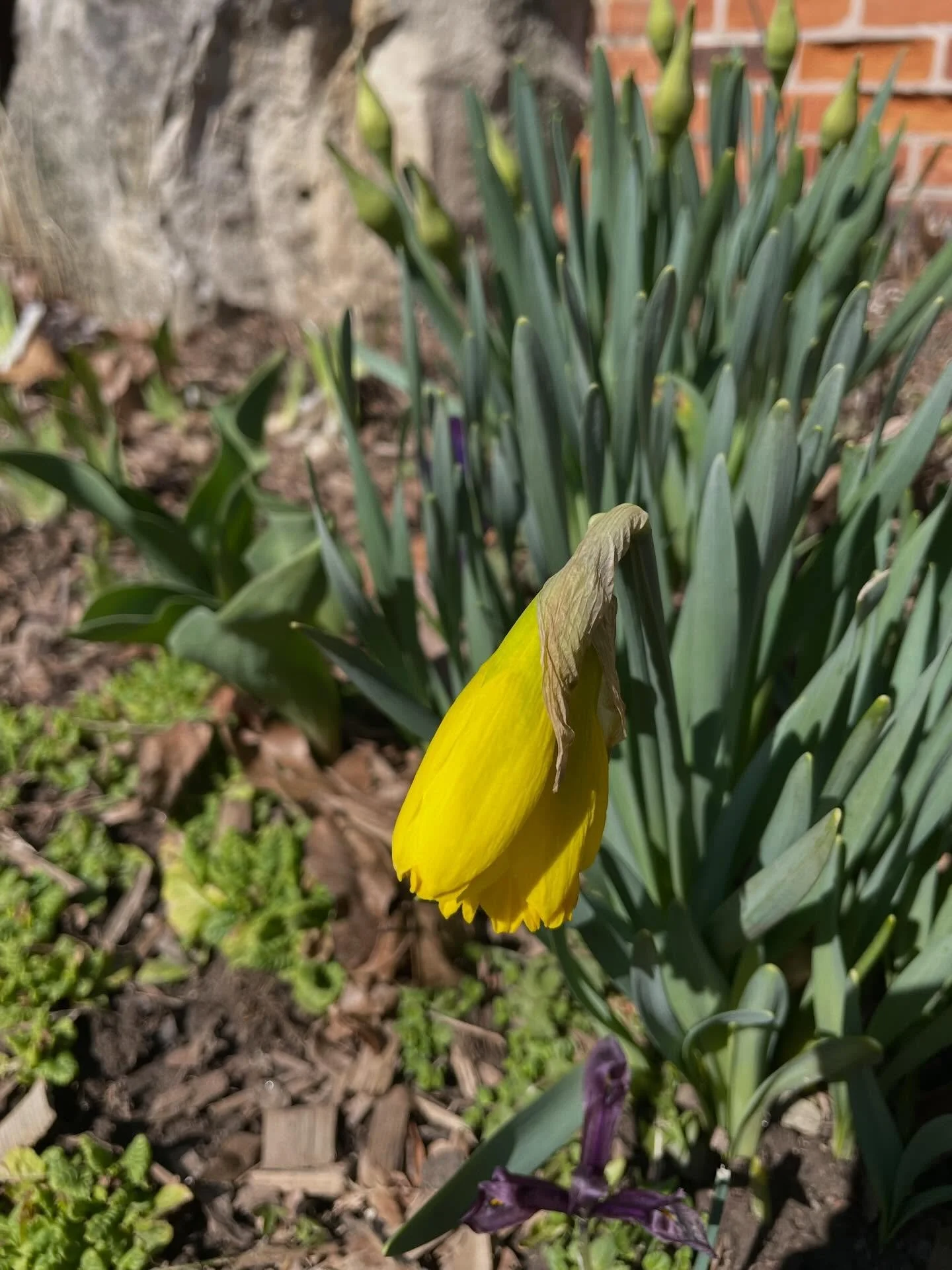 Grateful to be out on a sunny, birdsong-filled day for my first, albeit late, road ride of the year. Extra grateful given yesterday the planet was on the brink of destruction due to some very evil and stupid men. We&rsquo;re not in the clear anytime 