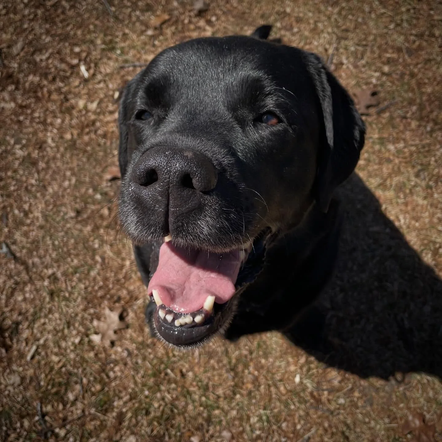 First day of Lucy-sitting week! Beautiful Saturday to have a little wander around High Park!