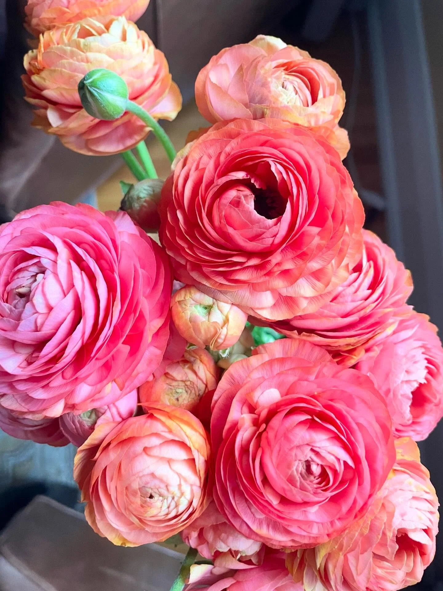 Nothing says spring (though a bit late) like warm sunshine, forsythia, and ranunculus. Such a fun word and beautiful flower 🌺!