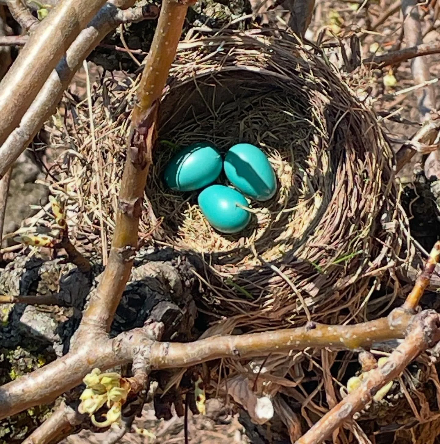Soooooo beautiful! Robin&rsquo;s nest 🪺 in my sister&rsquo;s pear tree. Lovely sign of spring!
