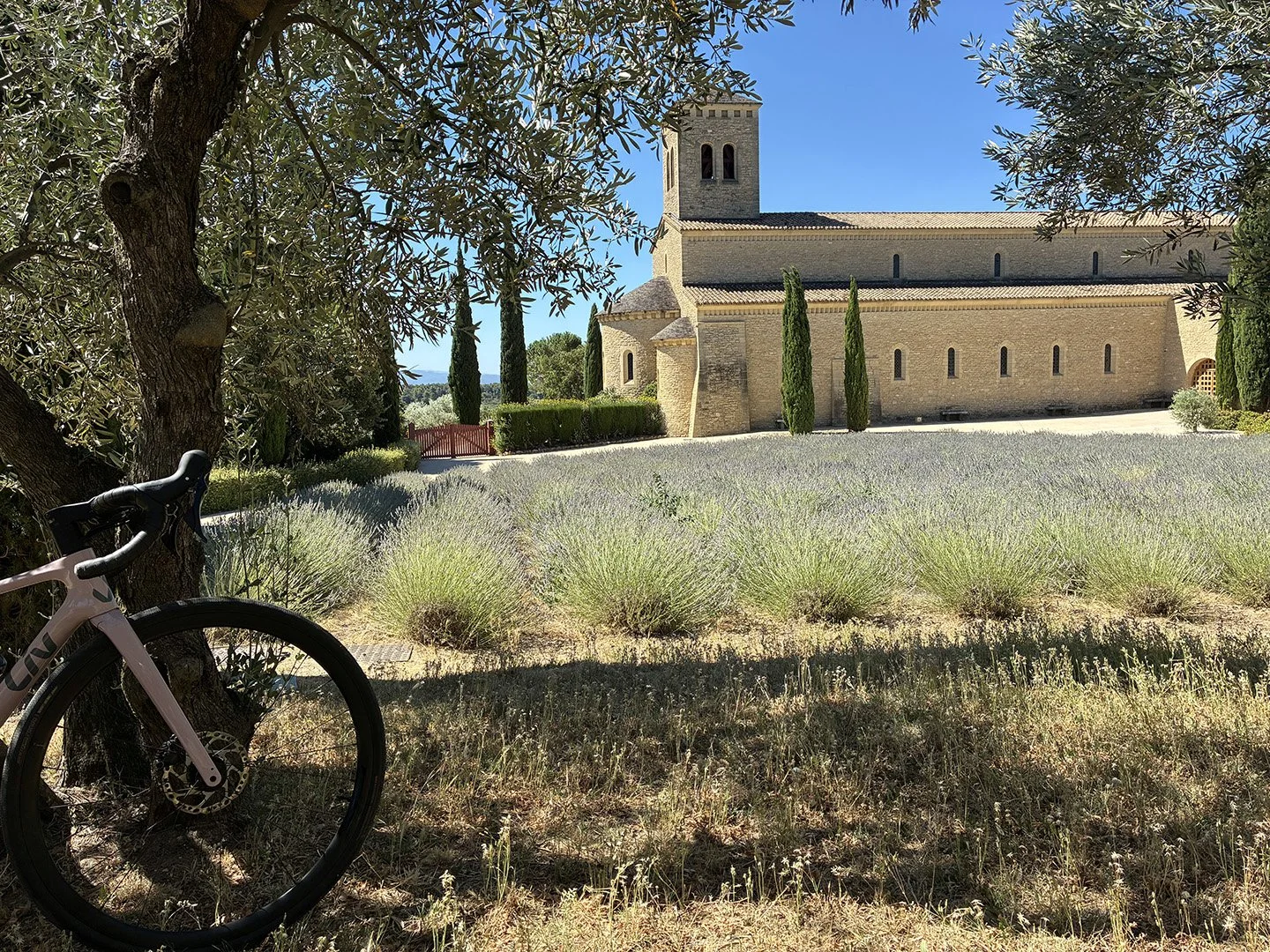 IMG_7007.jpeg