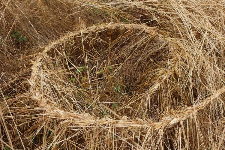 grassspiral1.jpg