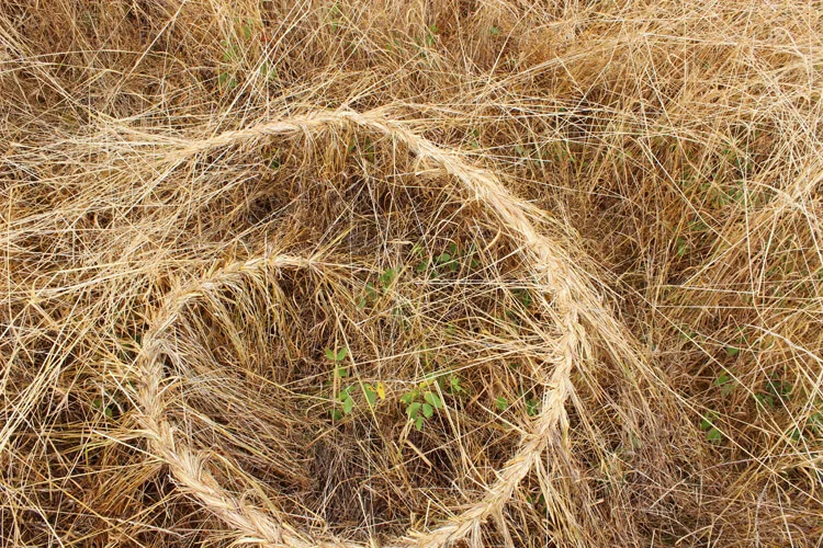 grassspiral2.jpg