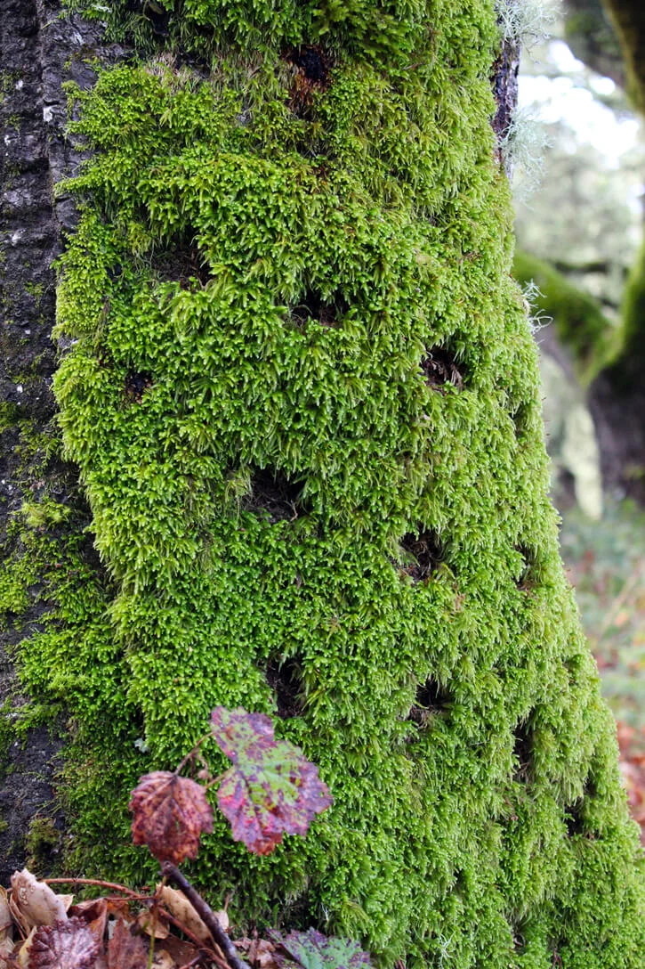 moss-dots.jpg