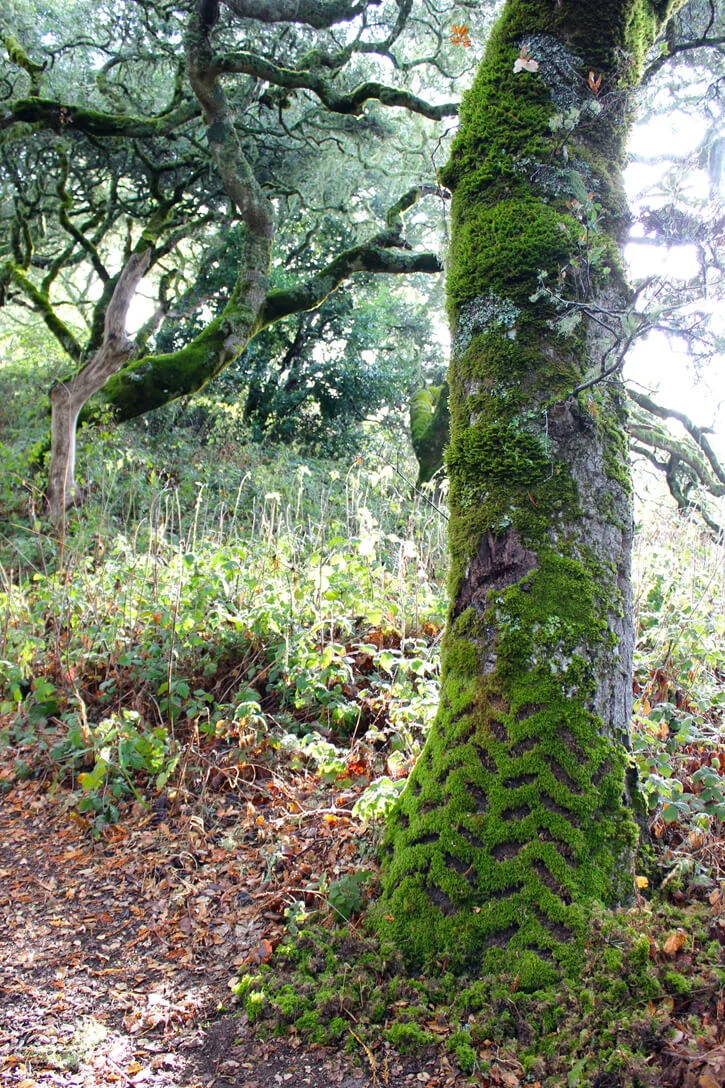 moss-herringbone.jpg
