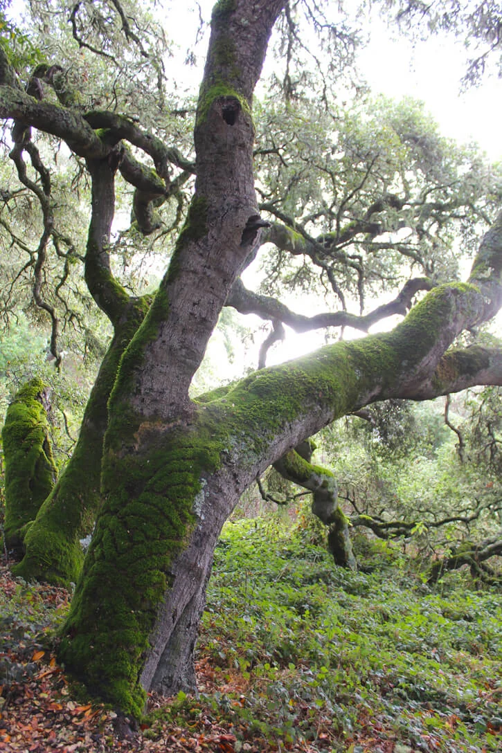 moss-waves-1.jpg