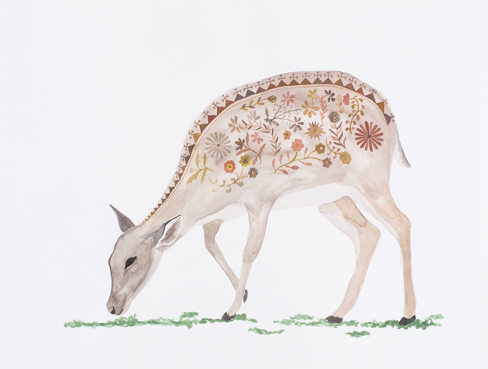 Indian Hog Deer, India