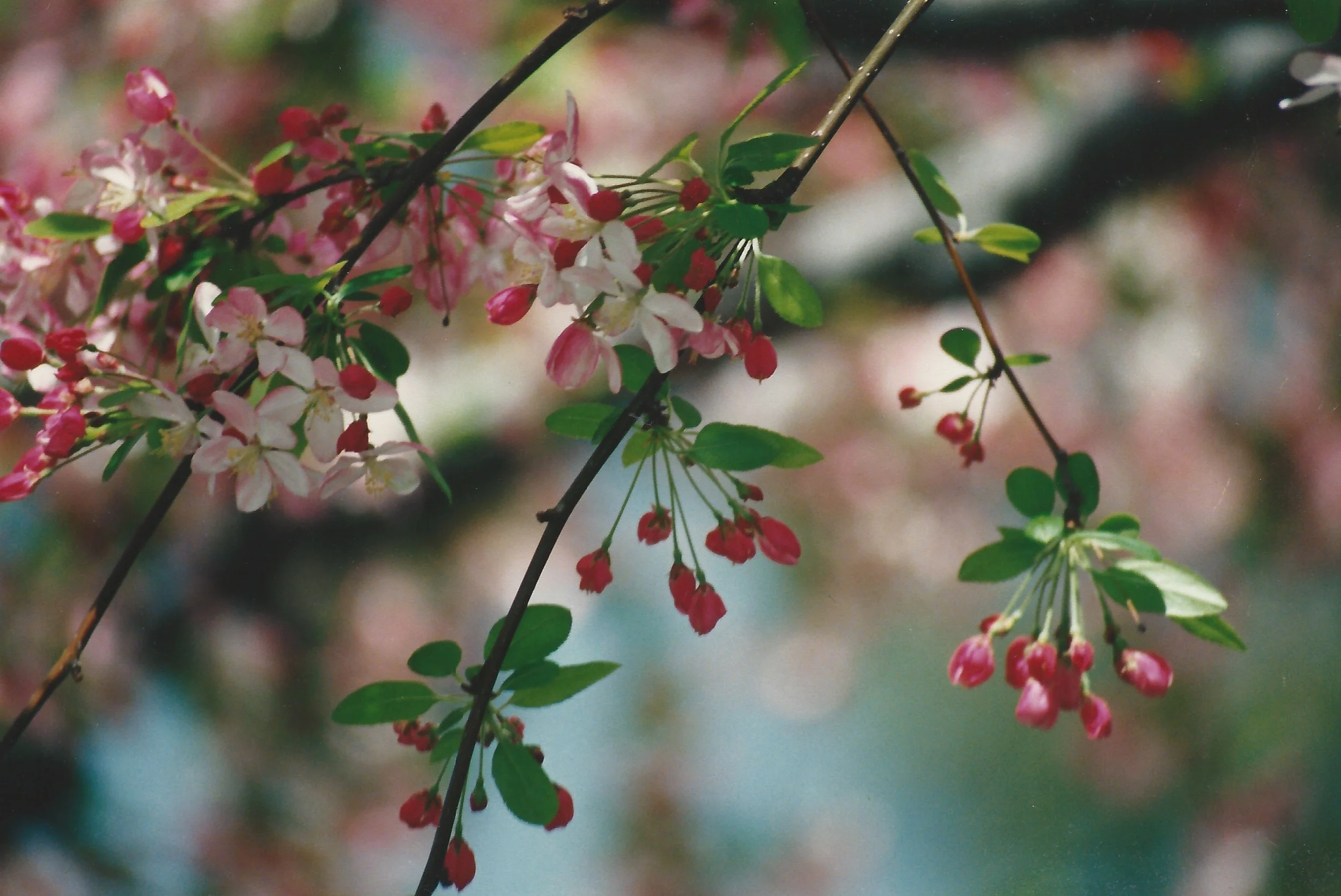 Crab Apple.jpeg