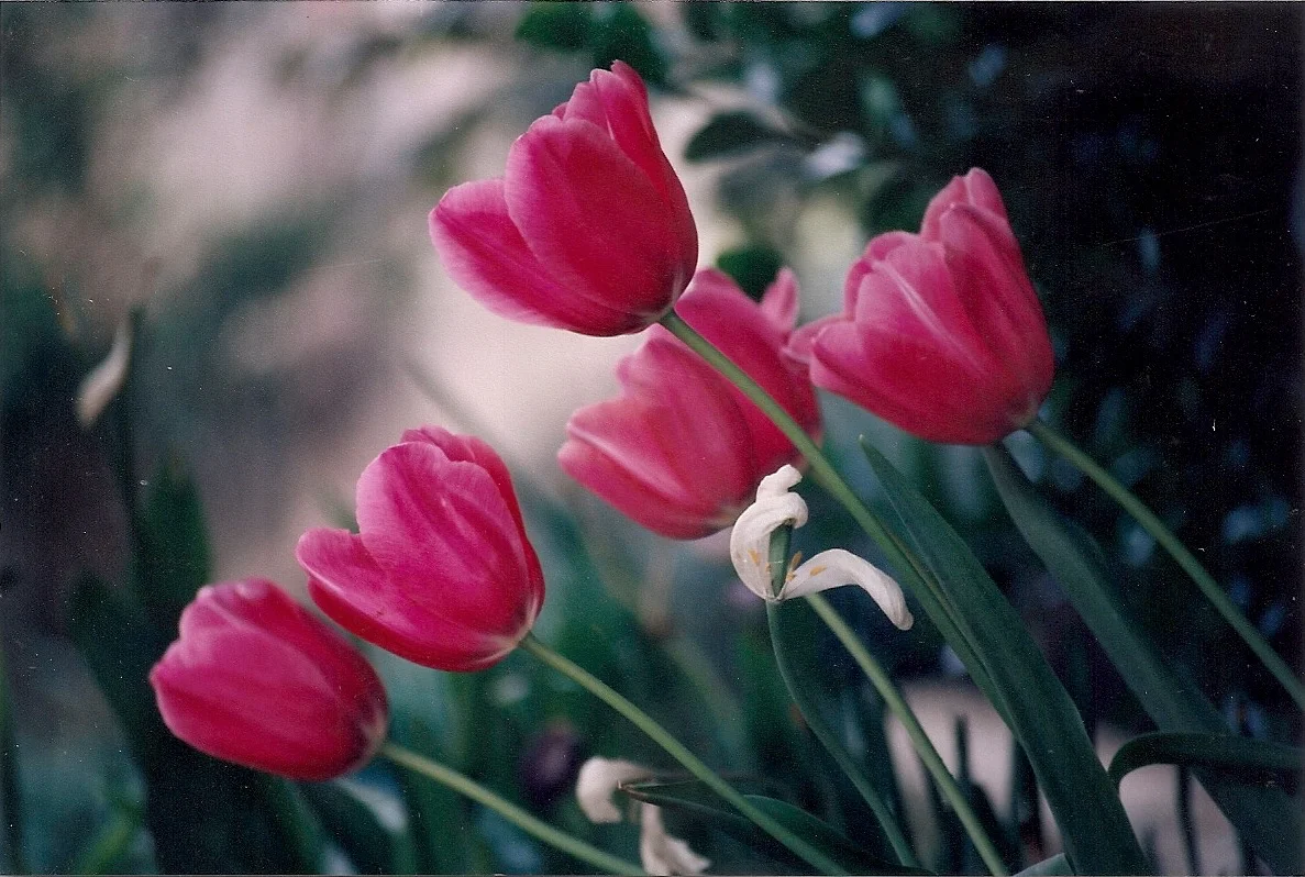 Flowers0001.jpg
