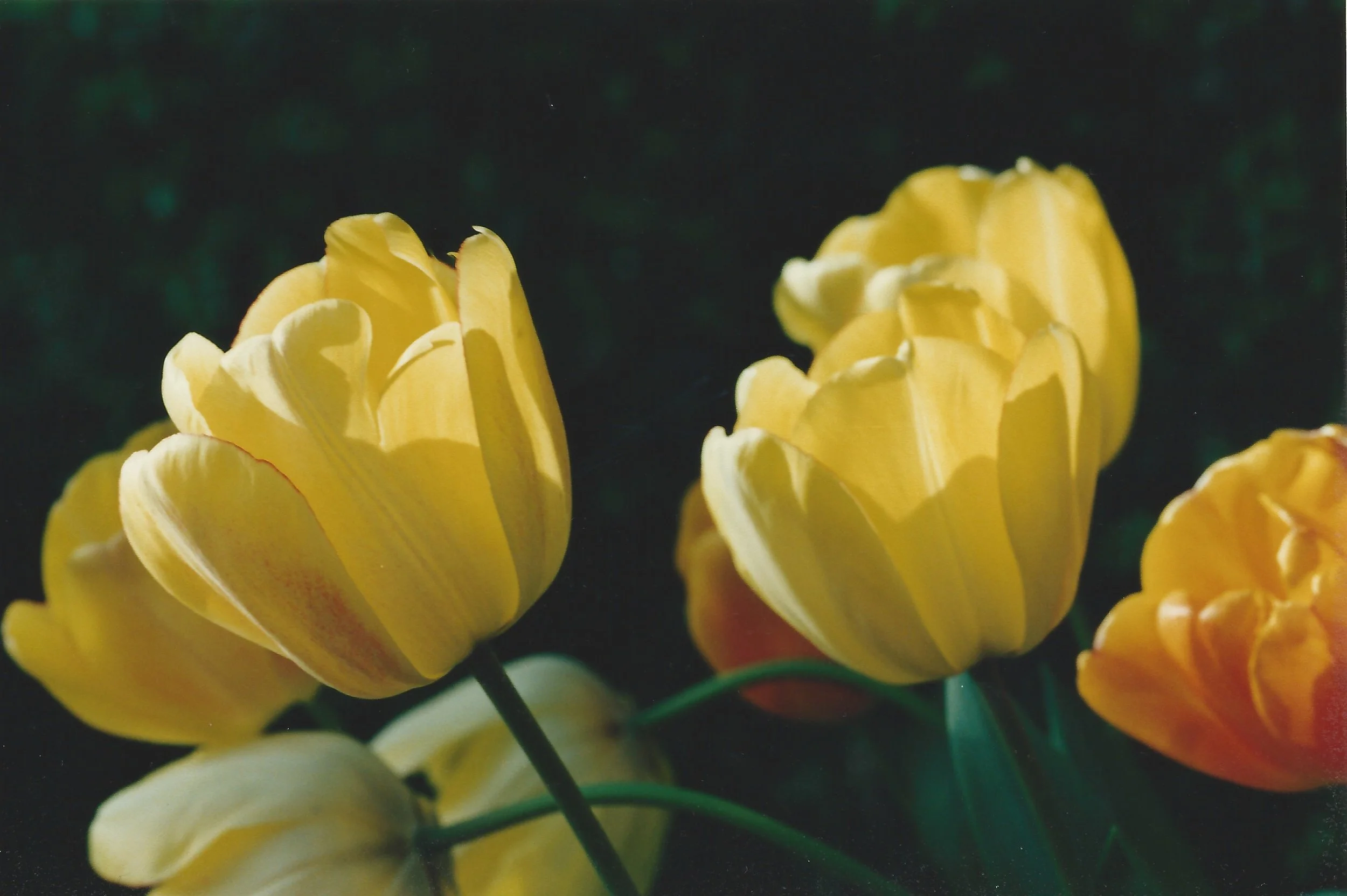 Yellow Tulips.jpeg