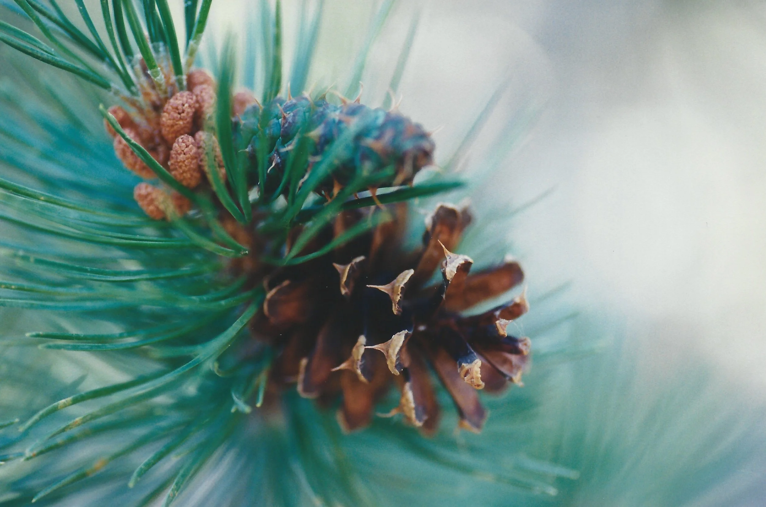 Holiday Pine Cone.jpeg