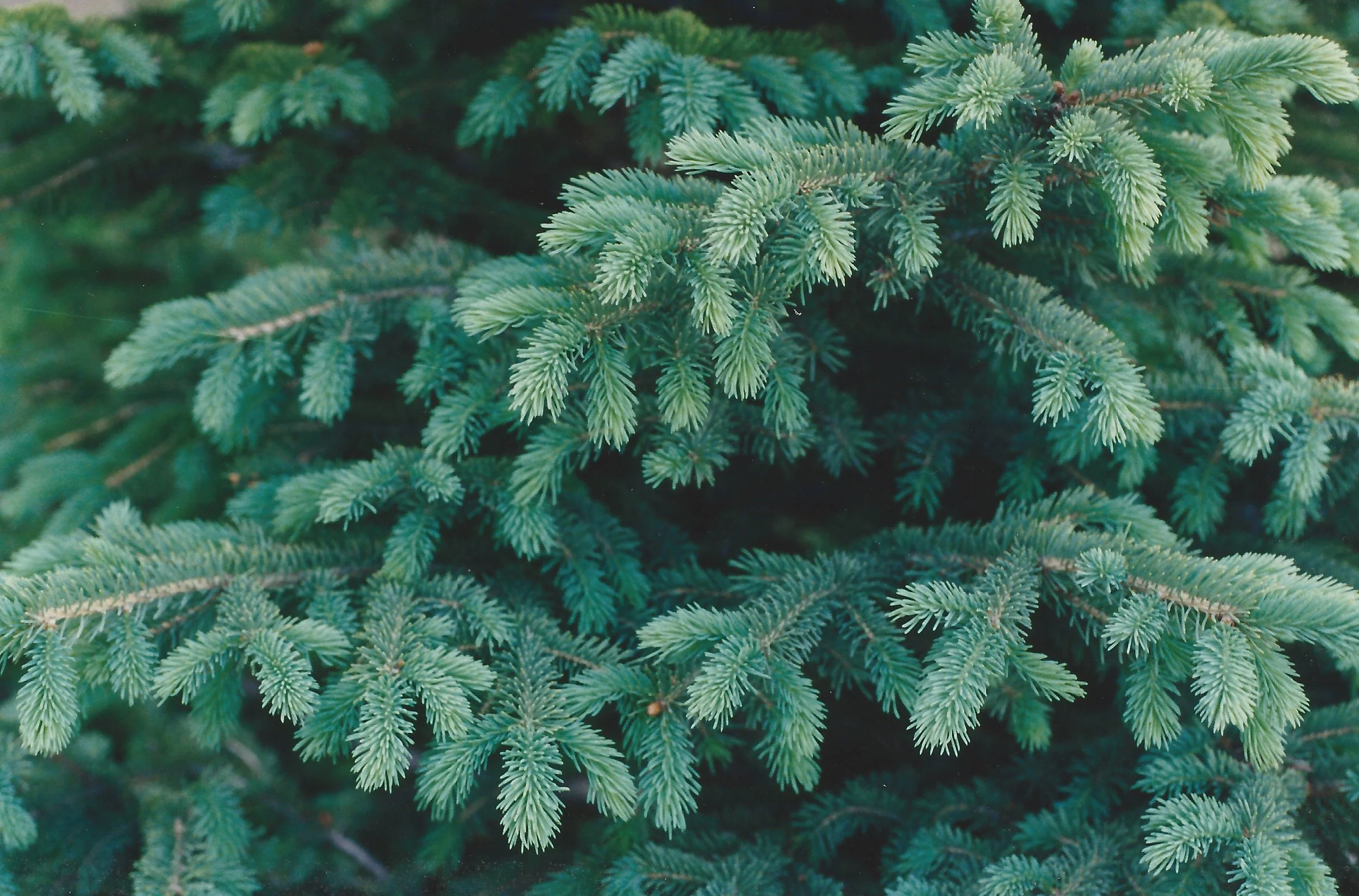 Holiday Greens 2.jpeg