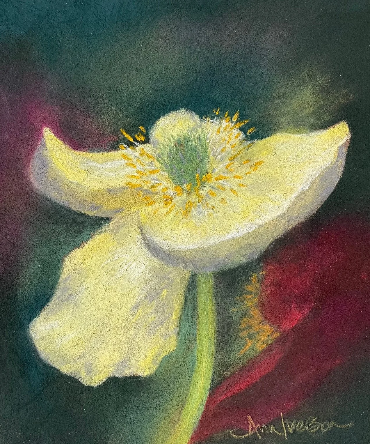 Yellow Icelandic Poppy