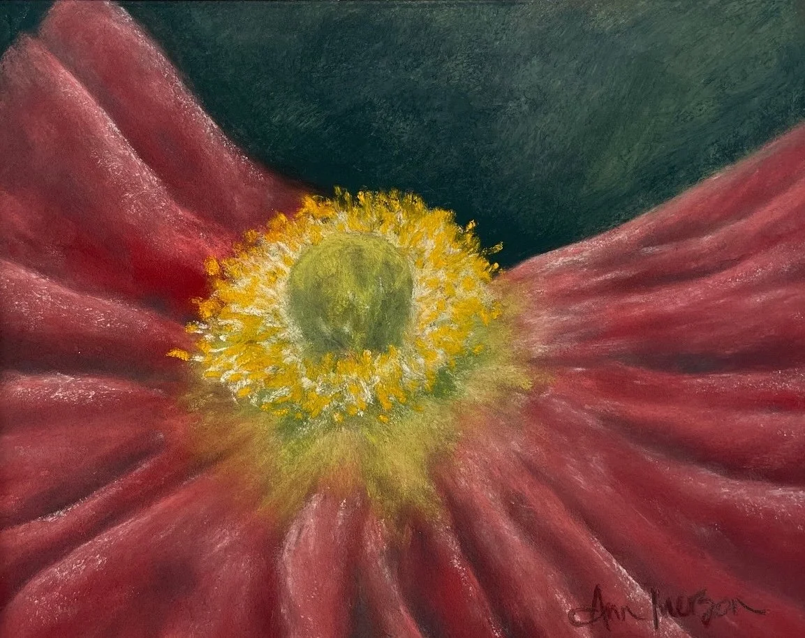 Orange Icelandic Poppy