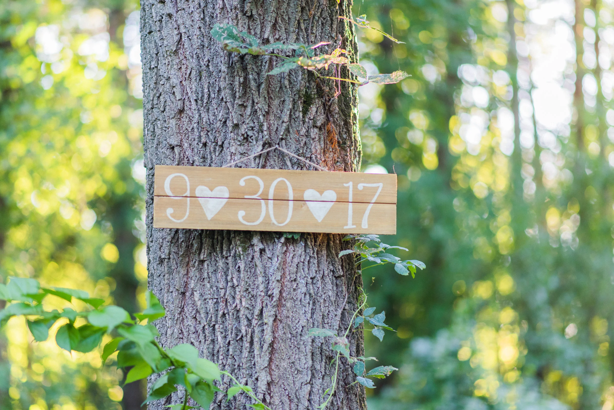 Birch-2.jpg