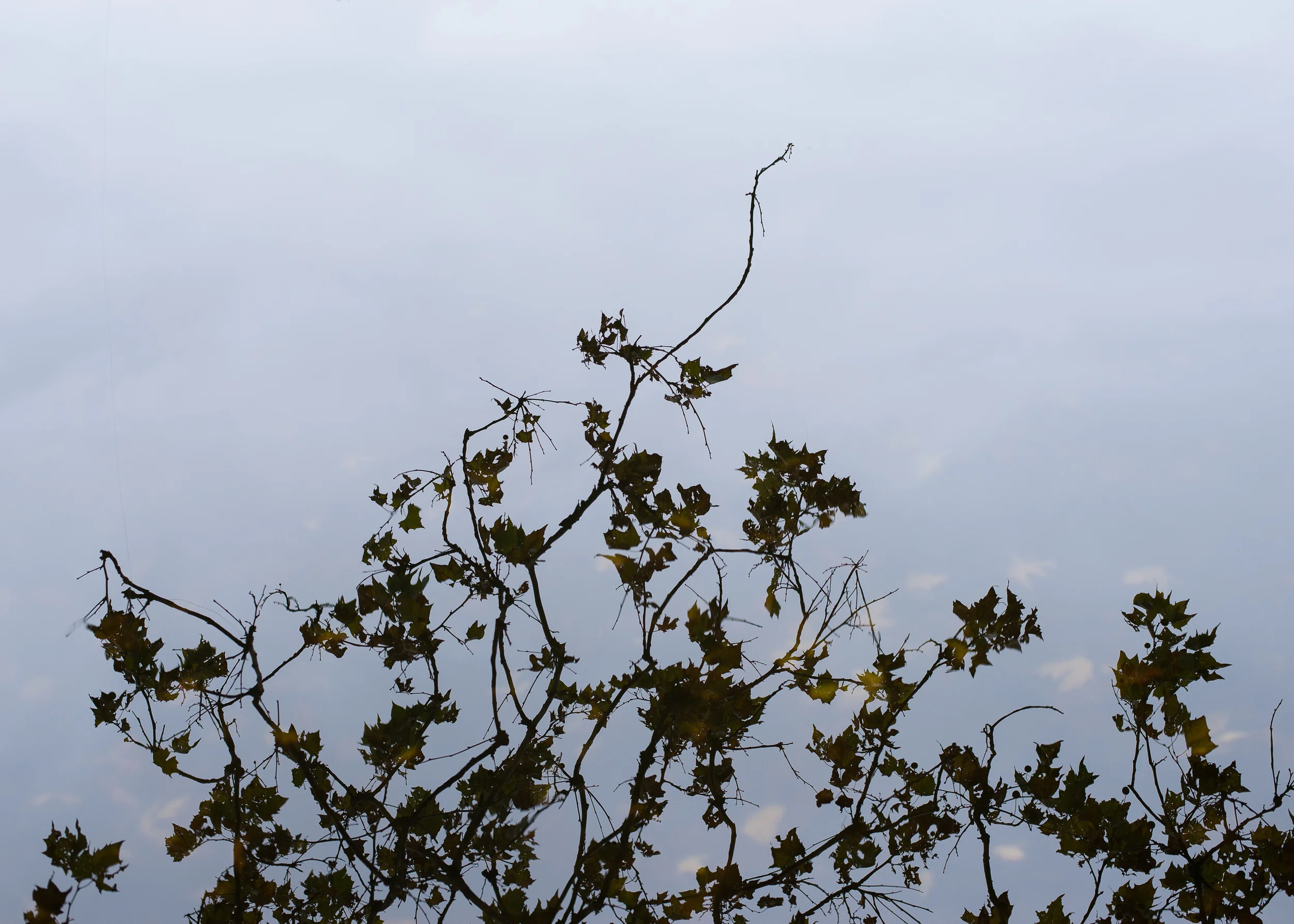 WinterHillStudio Tree Reflection in Water.jpg