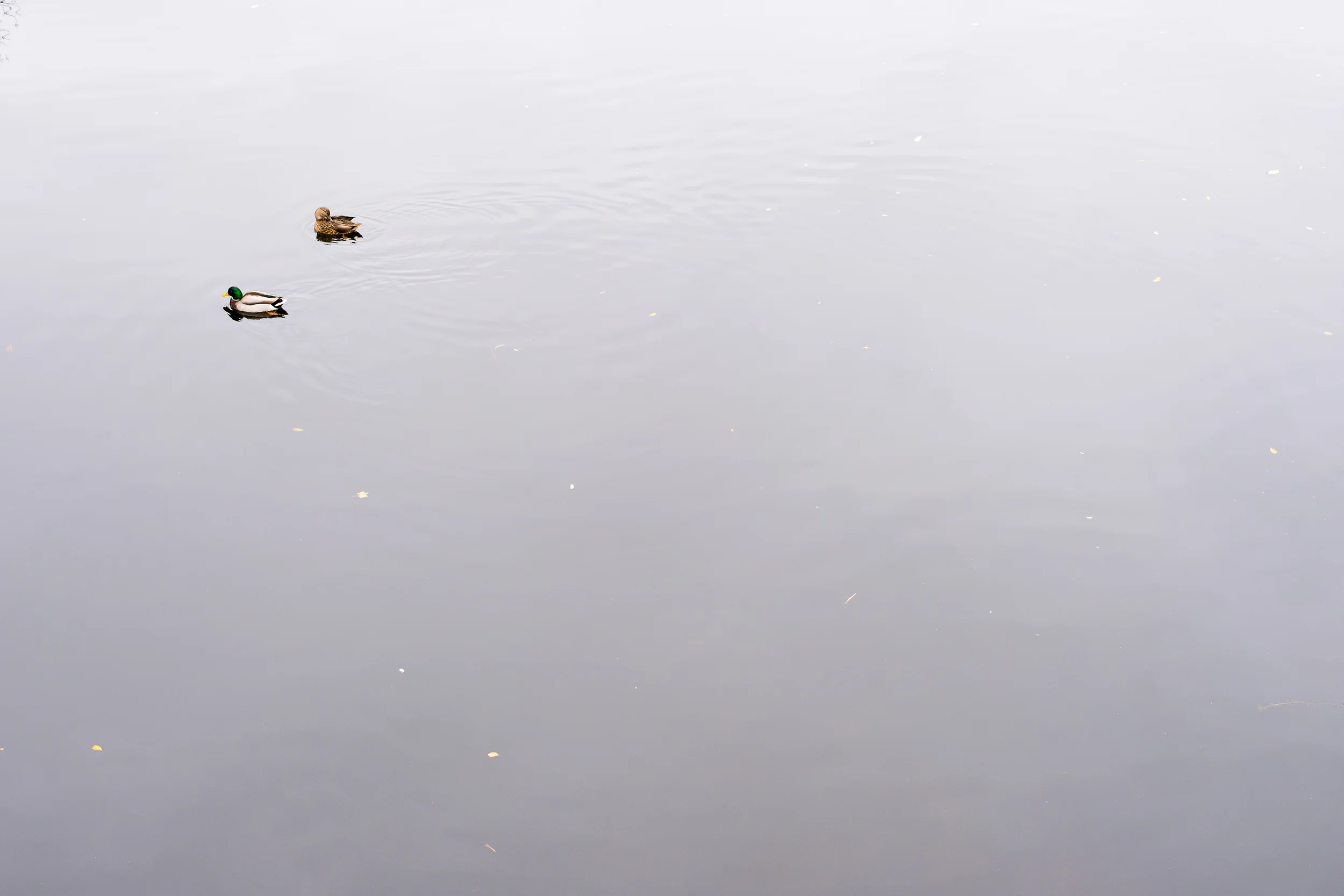 WinterHillStudio Ducks on Charles River.jpg
