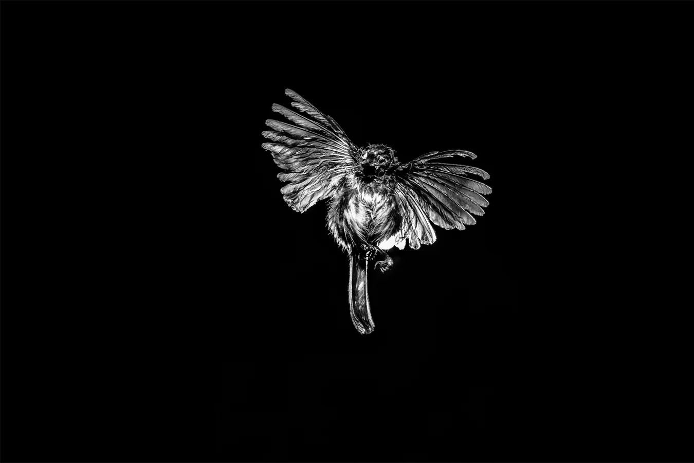 bird.jpg