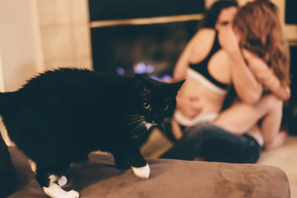 TO LOOK AT THIS CAT. JUST LOOK.