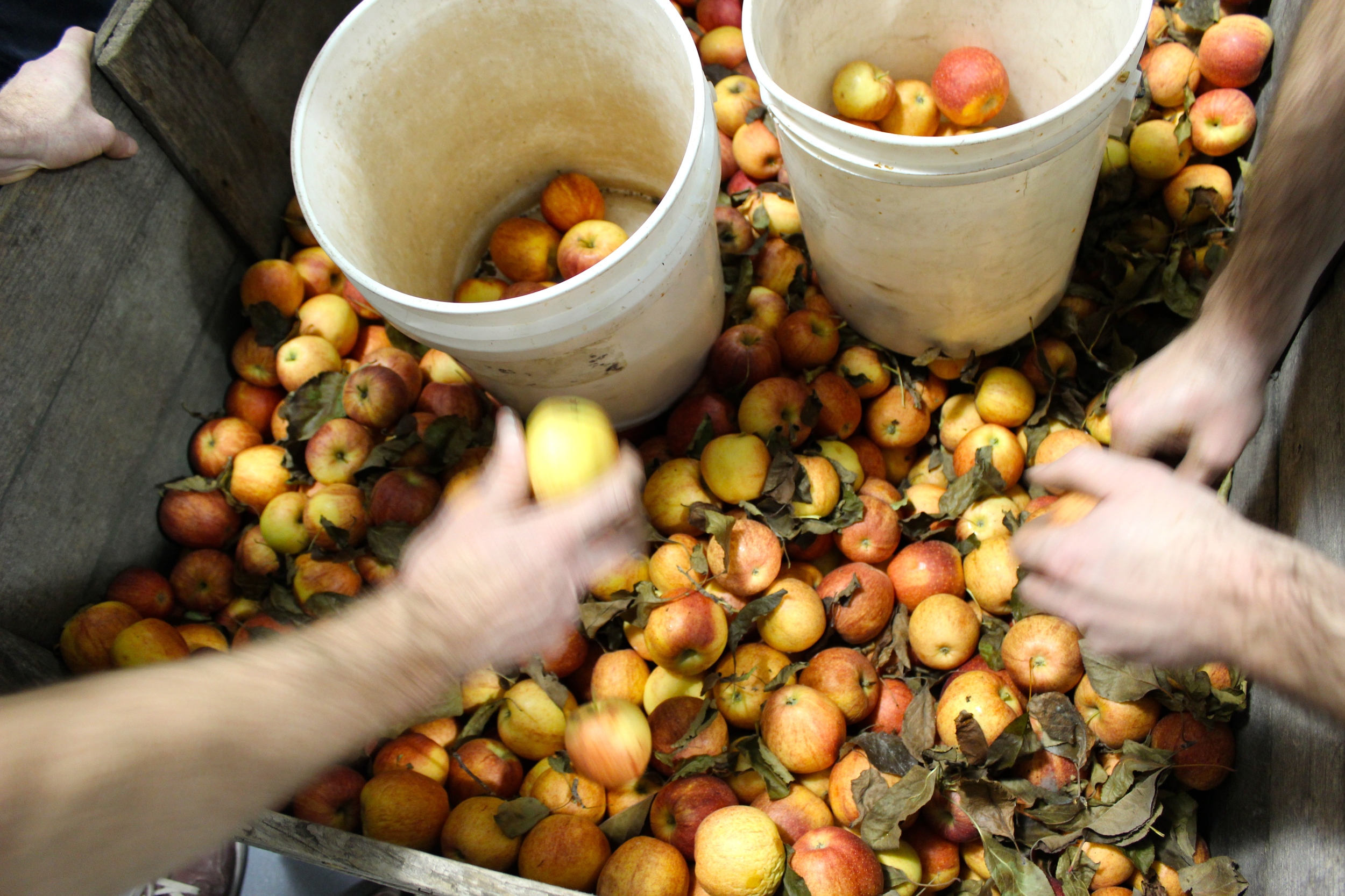 Community Apple Chopping
