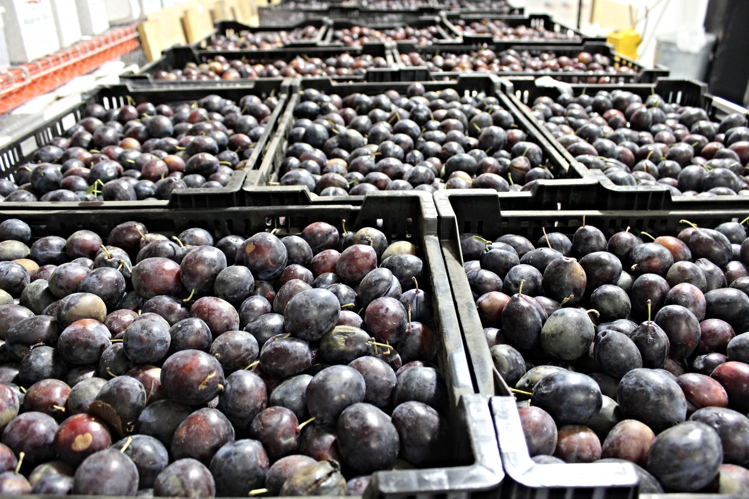 Plums for the Rhine Hall Plum Brandy