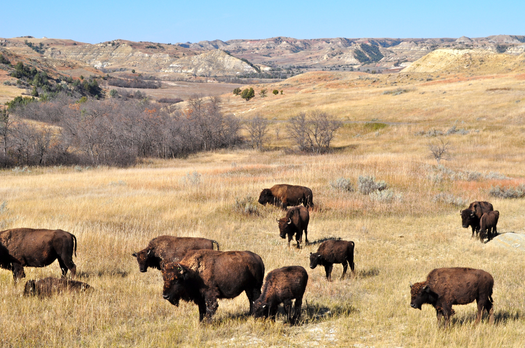 Bison in North Dakota