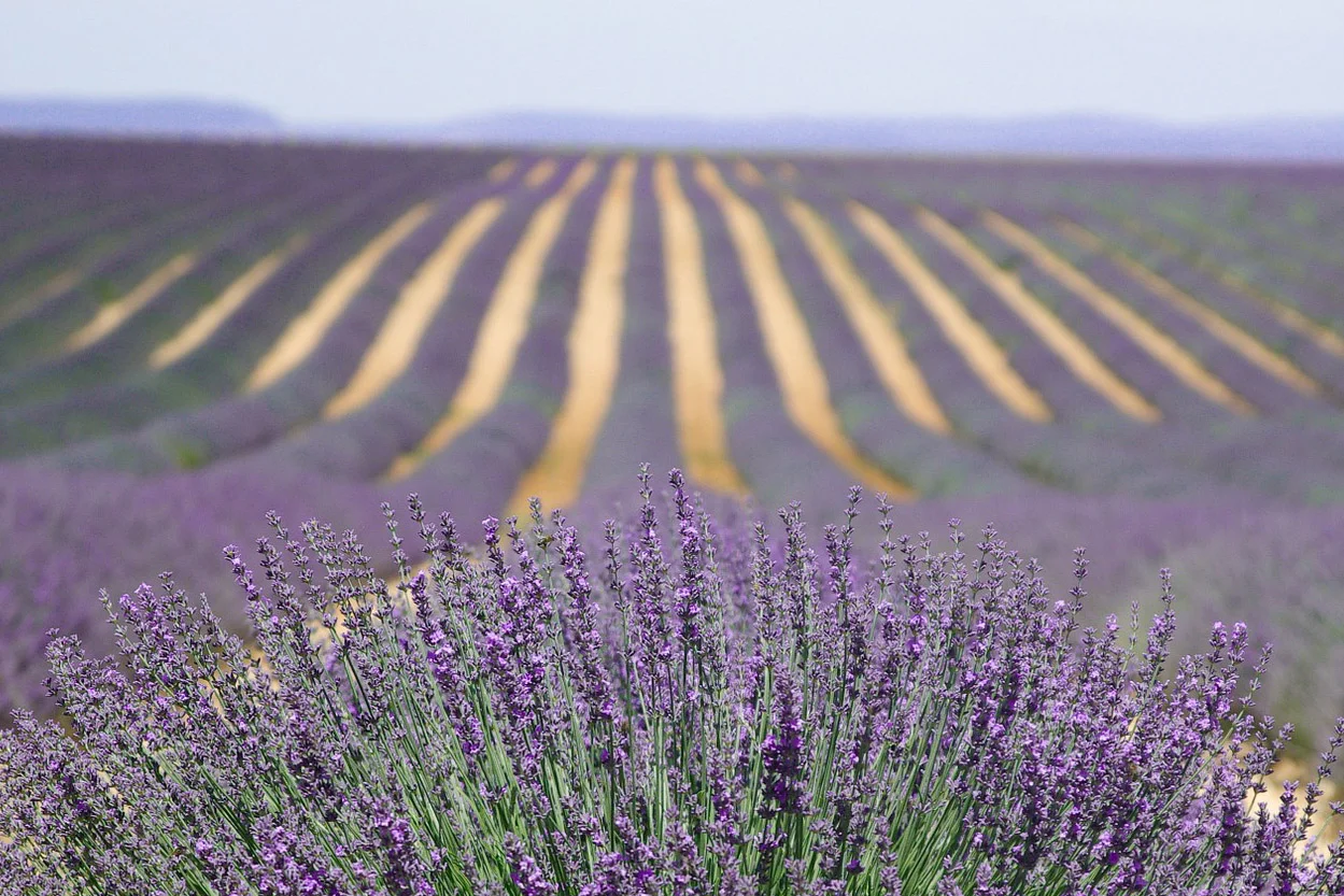 Lavender Bloom