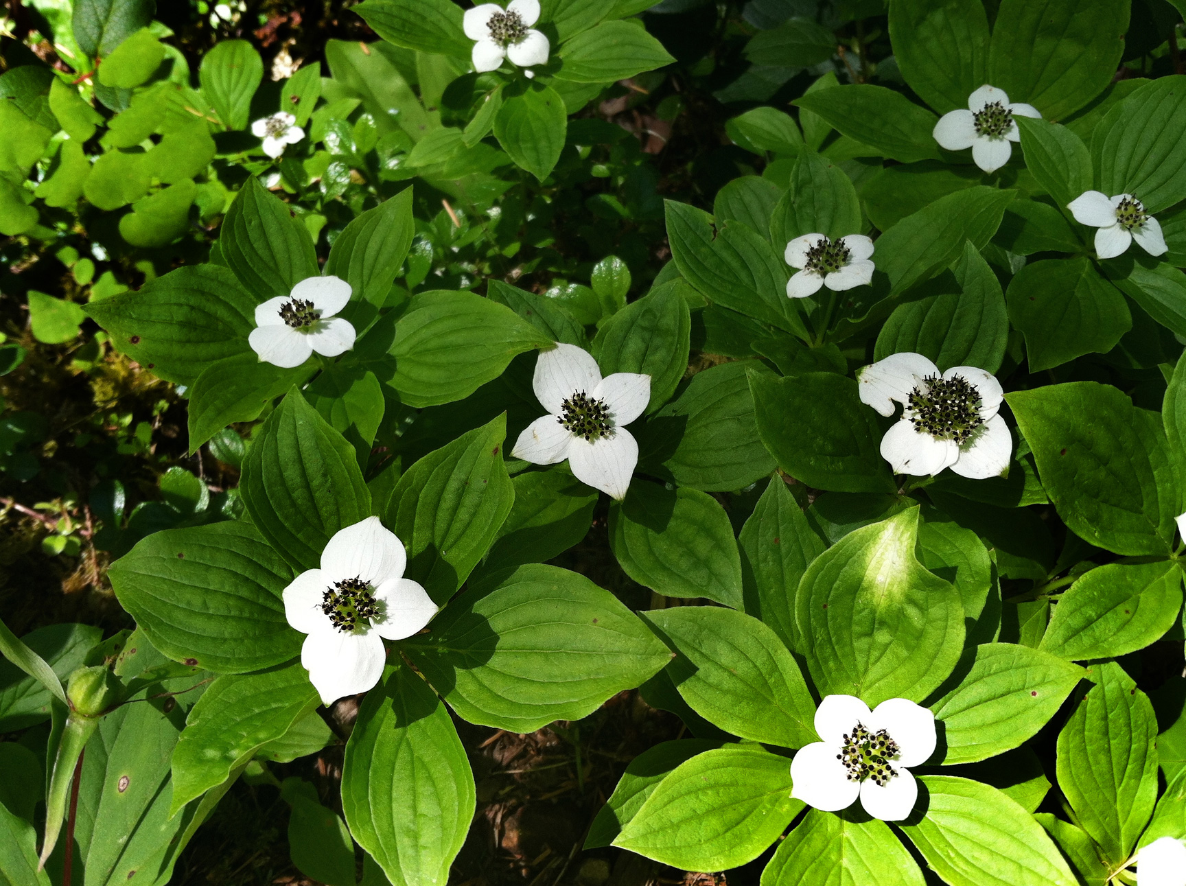 bunchberry.jpg