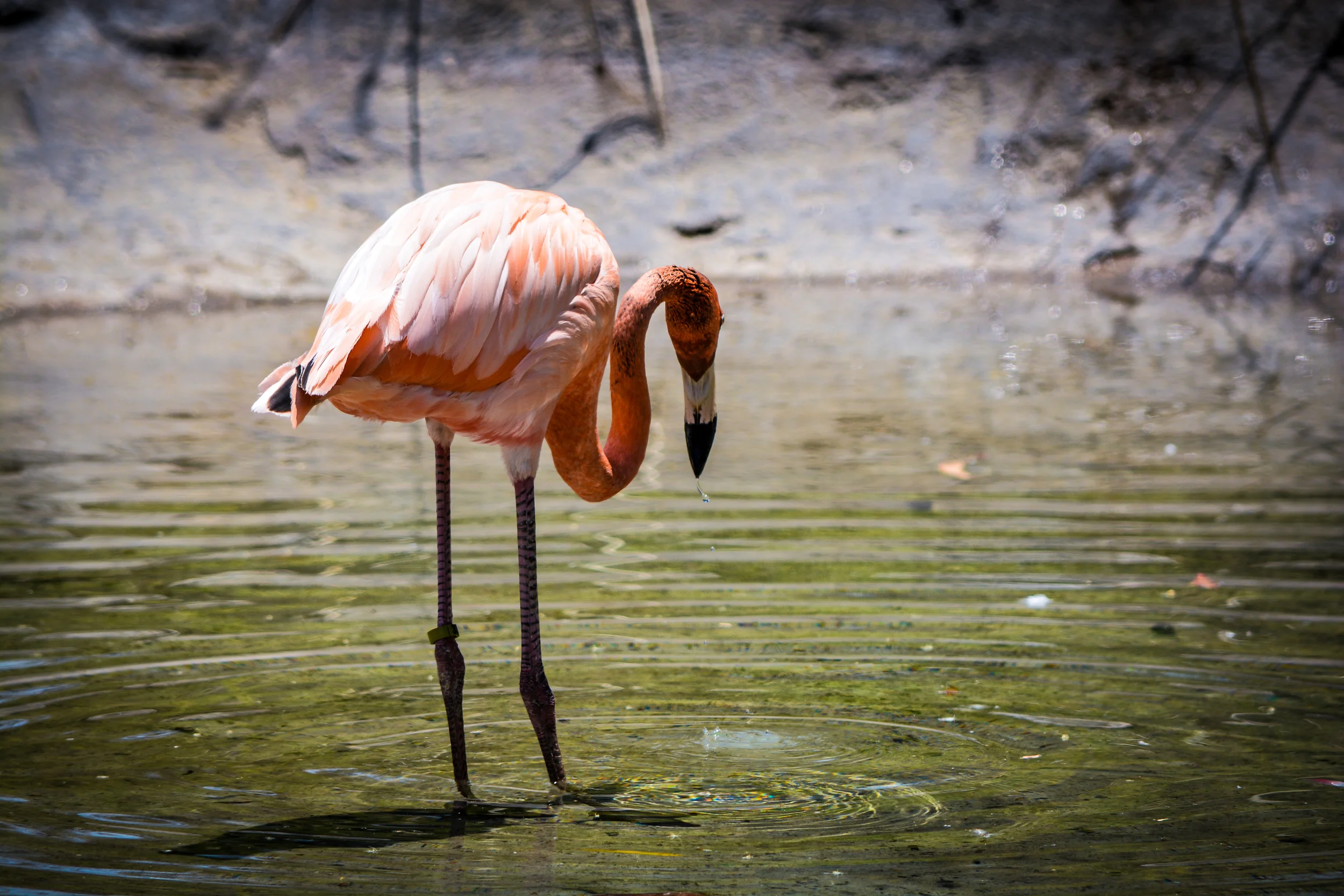 DSC_1816.jpg