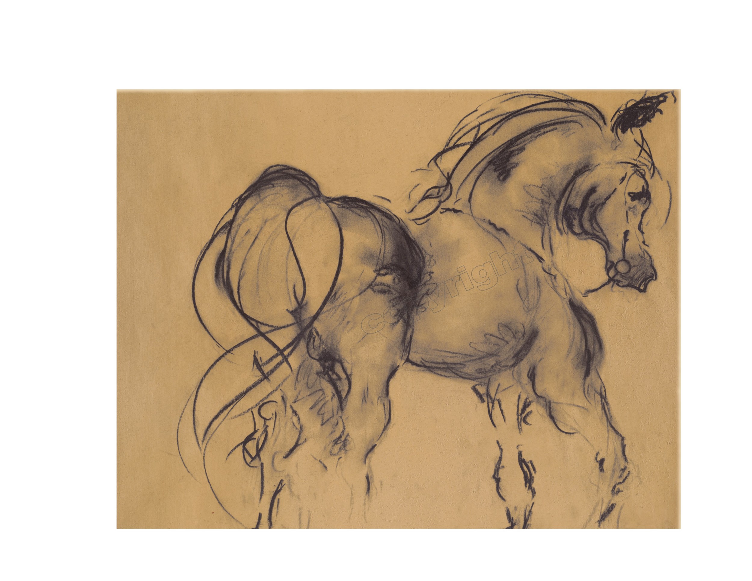 Horse Study #7