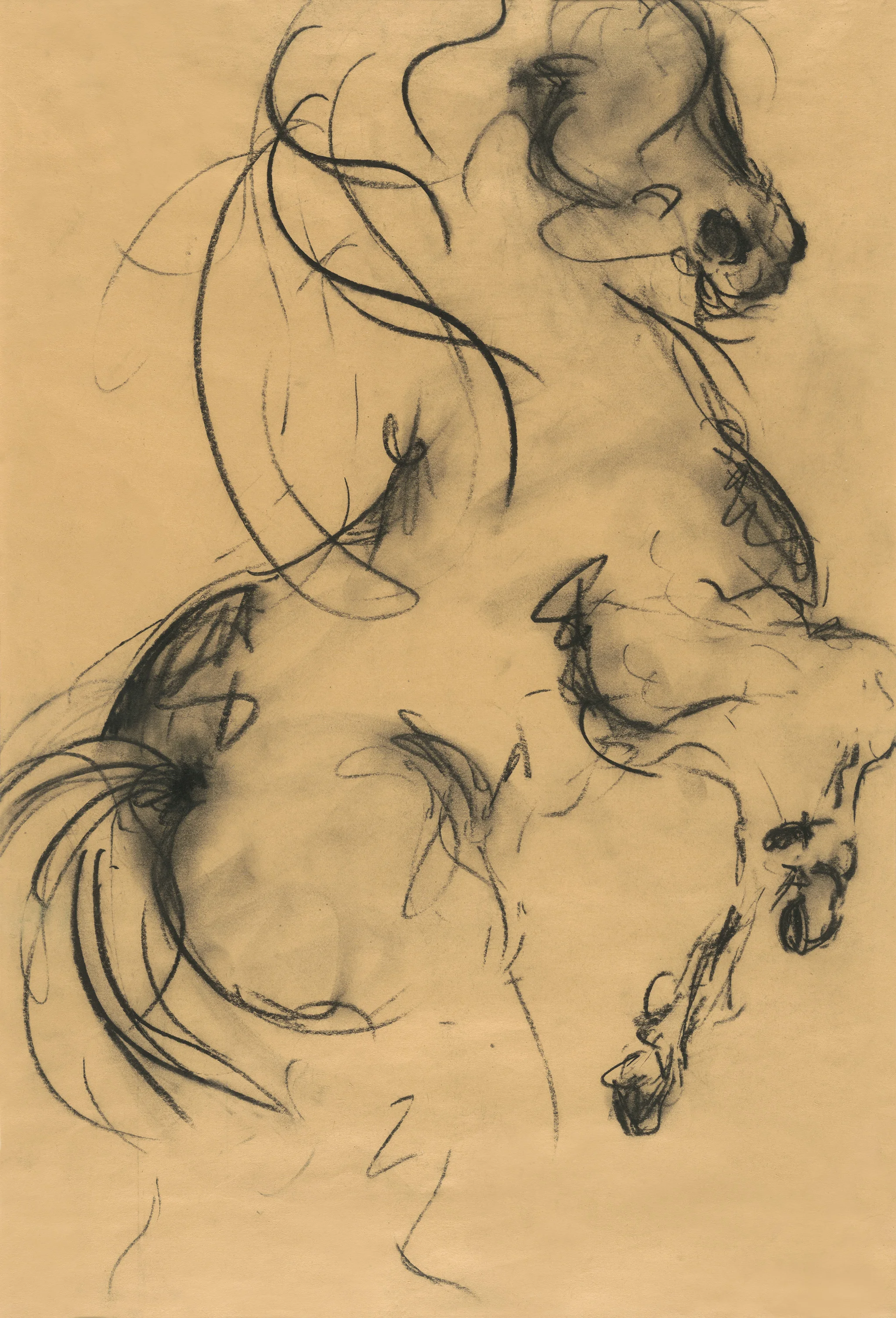 Rearing Horse #6