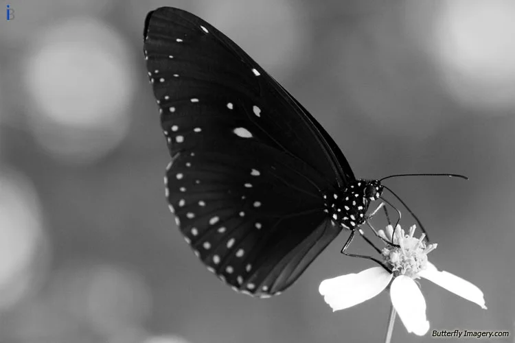 Striped Blue Crow Butterfly