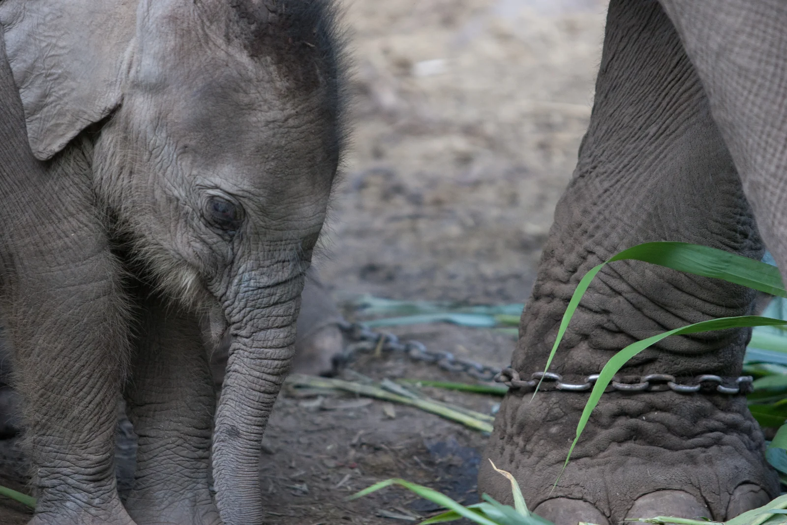 Baby Elephant and Mother