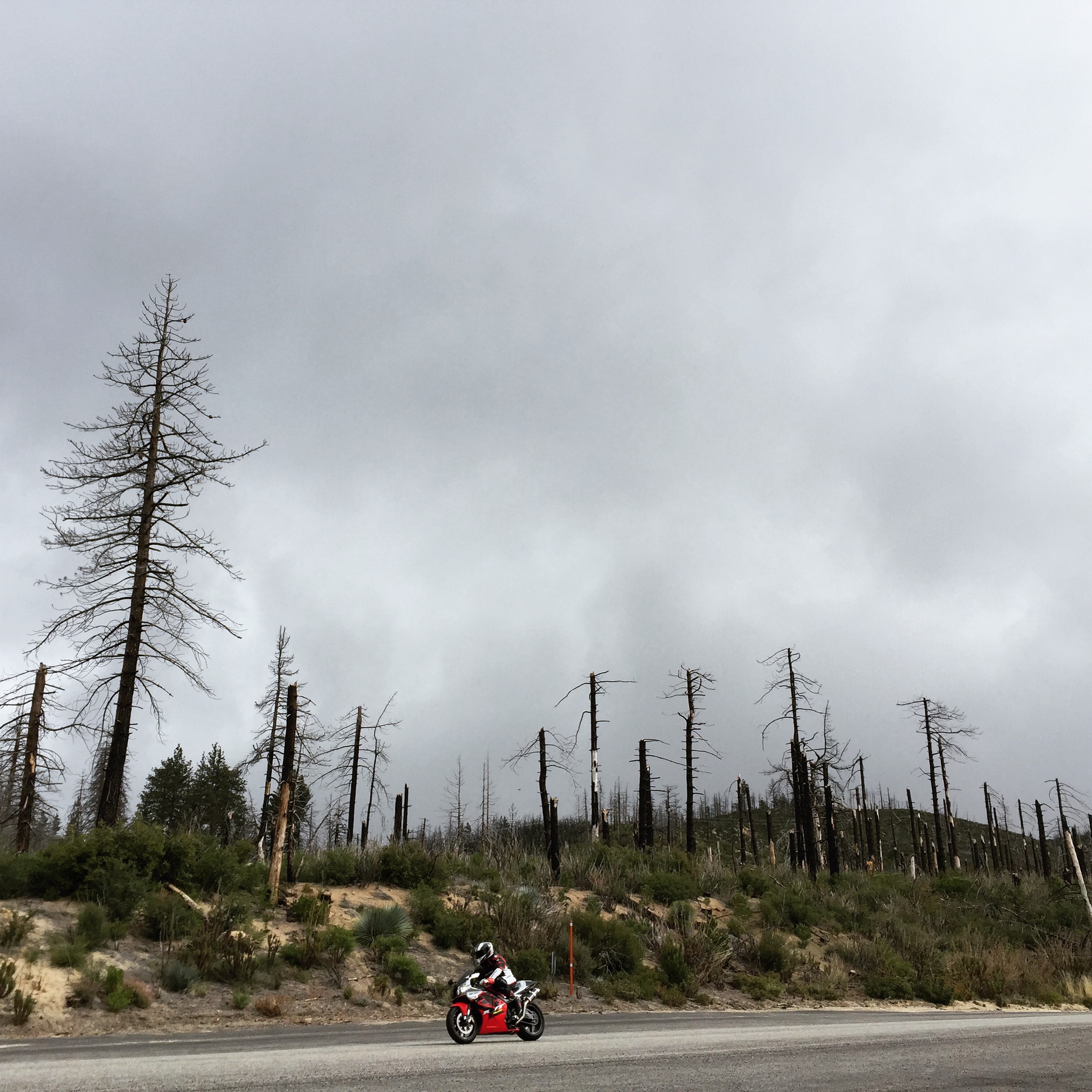 Motorcycle forest.JPG
