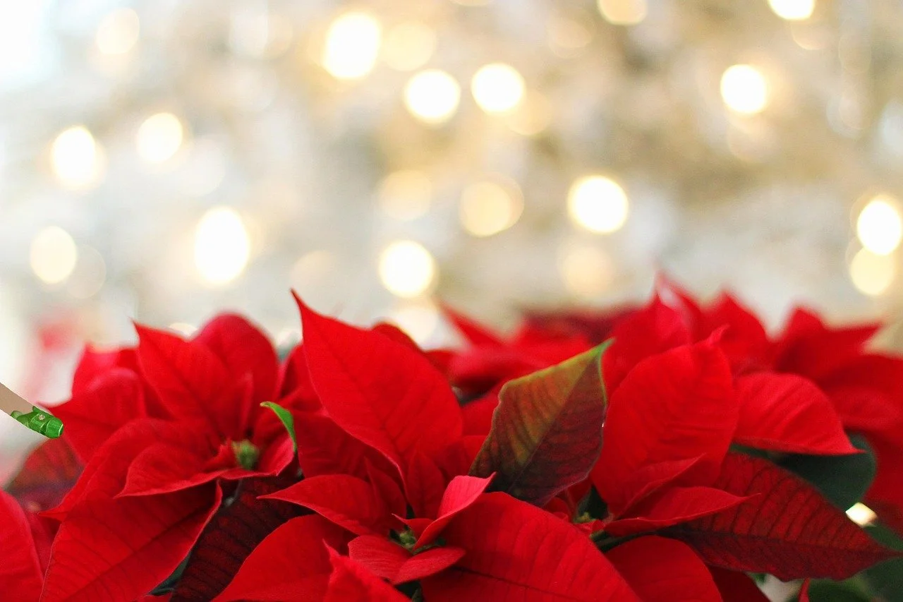 How to Make Your Poinsettias Turn Red Again
