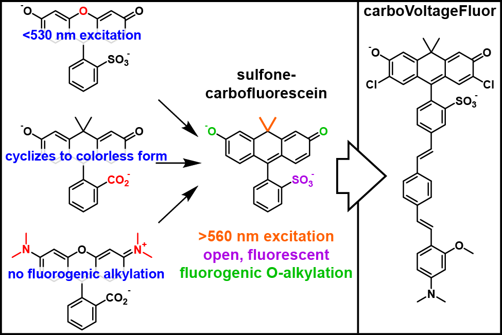 EWM TOC carboVF for website-01.png